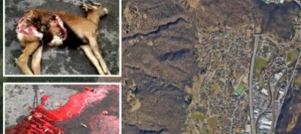 torricella-predata-una-capra-del-sindaco-e-stato-il-lupo