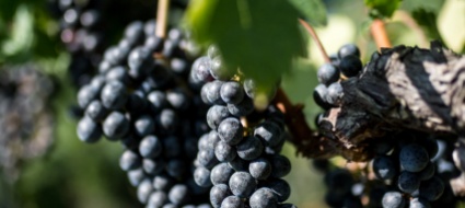 naturalmente-vino-la-filosofia-dietro-al-bio