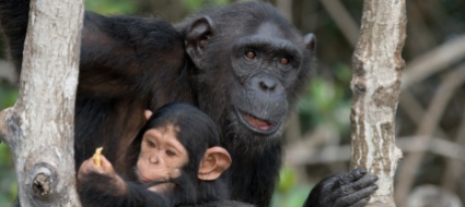 mamma-scimpanze-si-ricongiunge-al-suo-cucciolo