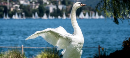 influenza-aviaria-in-un-cigno-nel-locarnese