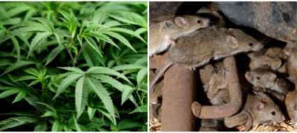 scompaiono-500-kg-di-marijuana-sequestrata-mangiata-dai-topi