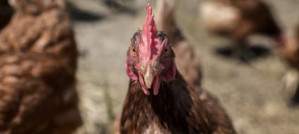 evade-dai-domiciliari-per-badare-alle-galline-assolto