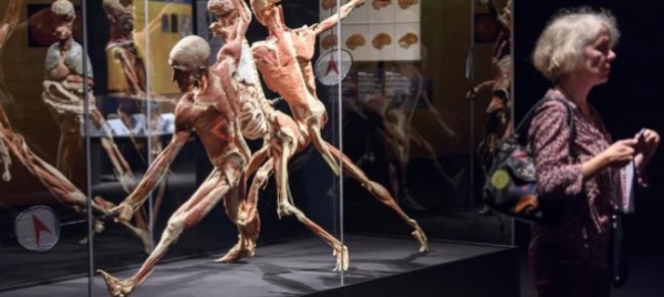 body-worlds-a-ginevra-una-mostra-di-autentici-cadaveri-umani