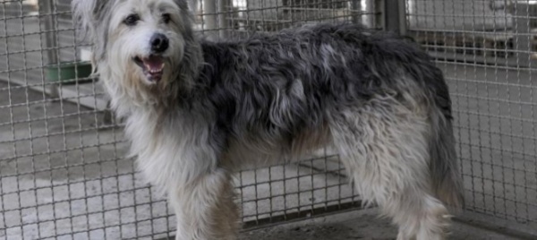 cani-e-gatti-sospese-le-adozioni-prima-di-natale-ma-c-e-una-certa-richiesta