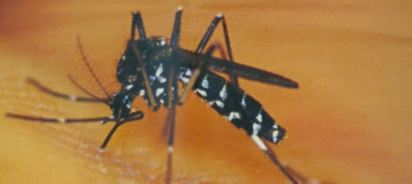 con-il-caldo-torna-anche-la-zanzara-tigre