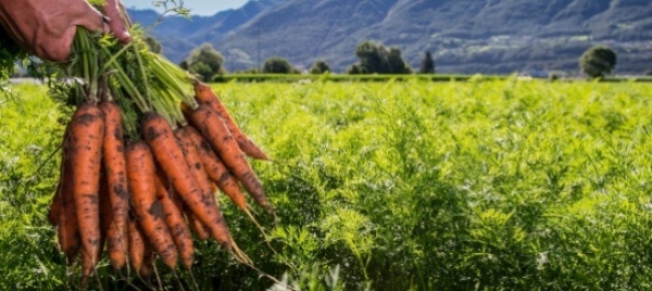 la-carota-e-la-regina-degli-ortaggi-in-svizzera