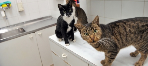abbandona-46-gatti-a-casa-e-se-ne-va-in-america