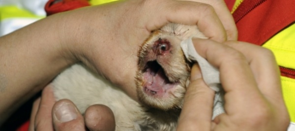 cani-a-rischio-rabbia-numero-record-alla-spab
