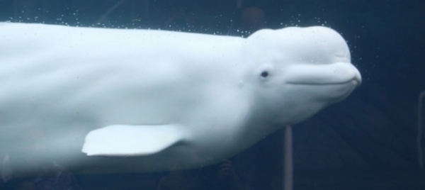 una-beluga-si-e-persa-finendo-nel-tamigi