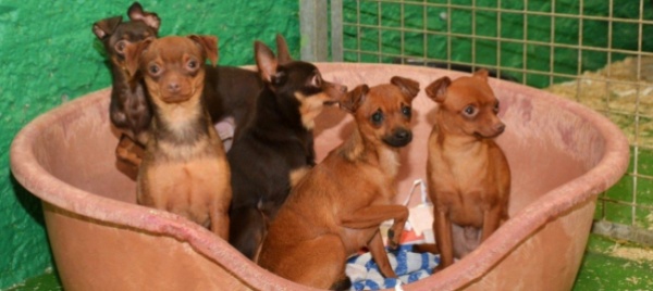 cani-sequestrati-la-spab-denuncia-il-traffico-illegale-di-animali