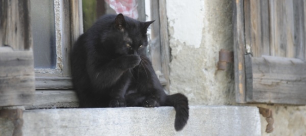 impegno-per-i-gatti-senzatetto