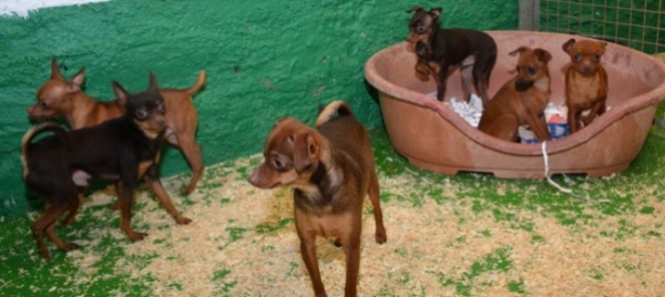 una-tratta-di-cuccioli-dall-est