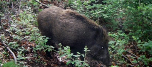w-il-gallo-forcello-m-il-cinghiale