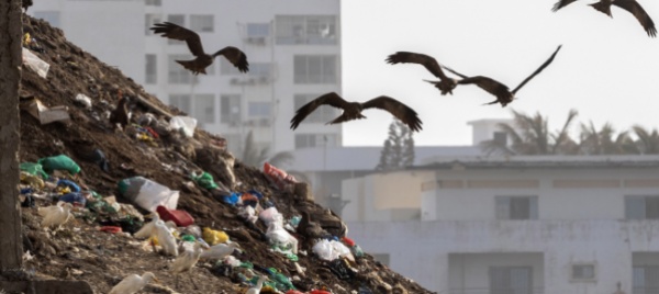 gli-uccelli-migratori-sono-minacciati-dalla-plastica