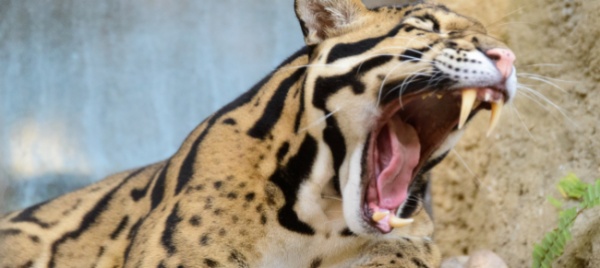 orrore-in-sudafrica-un-bimbo-di-2-anni-ucciso-da-un-leopardo