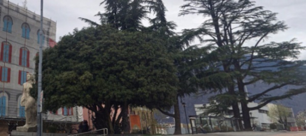ma-i-cedri-in-stazione-a-bellinzona-erano-davvero-malati