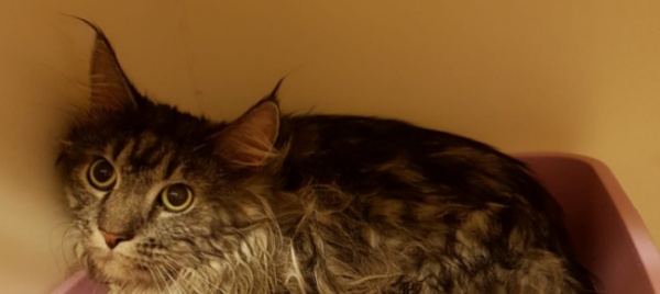 situazione-di-degrado-sequestrati-10-gatti-di-razza-maine-coon