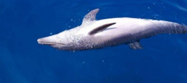 un-altro-delfino-morto-nel-mare-toscano