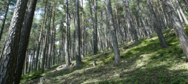 in-futuro-troveremo-alberi-a-quote-superiori
