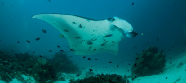 le-galapagos-un-paradiso-terrestre