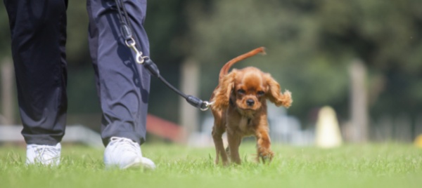 i-cani-sono-sempre-piu-cari