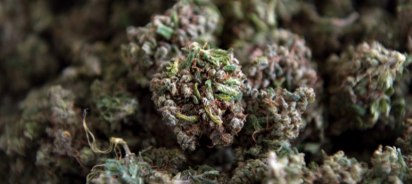 marijuana-condannati-a-tre-anni-due-70enni-della-capriasca