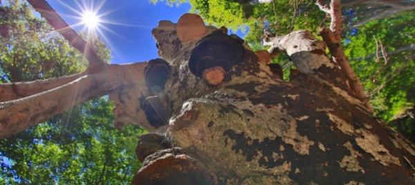 faggeta-valmaggese-verso-il-patrimonio-unesco