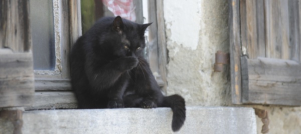 nuovi-interventi-per-i-gatti-randagi-a-gudo