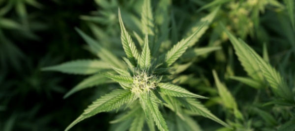 i-negozi-chiudono-in-olanda-si-fa-scorta-di-cannabis
