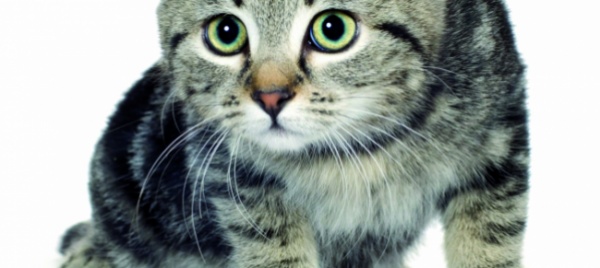 felino-pazzo-quali-mangimi