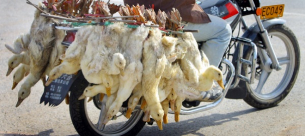 l-onu-chiede-il-divieto-dei-mercati-di-animali
