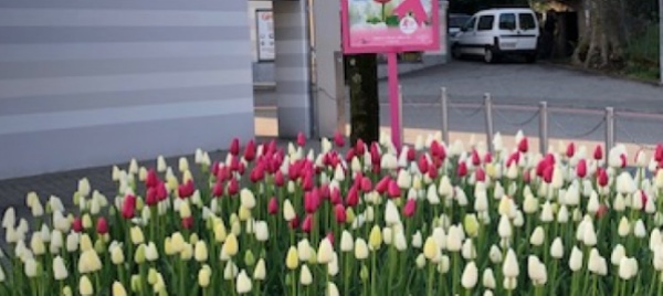 i-tulipani-della-speranza-fioriscono-anche-a-origlio