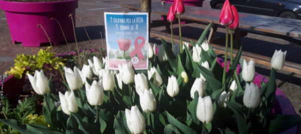 a-mendrisio-fioriscono-i-tulipani-per-la-vita
