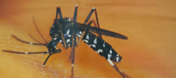 vacallo-al-via-la-lotta-contro-la-zanzara-tigre