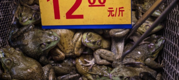 covid-19-wuhan-stringe-sul-commercio-di-animali-selvatici