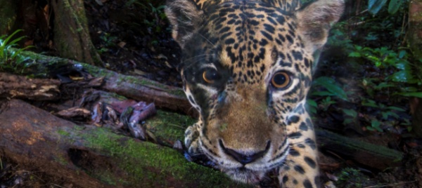 gli-animali-piu-solitari-del-mondo