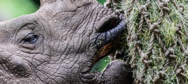 uomo-dannoso-per-i-mammiferi-1-specie-su-4-rischia-l-estinzione