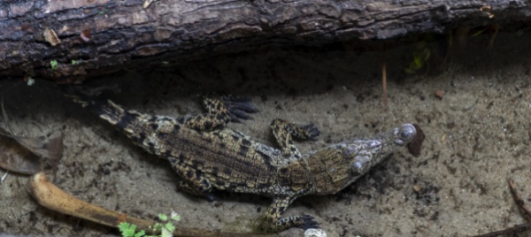 nuovi-nati-tra-i-coccodrilli-dello-zoo-di-basilea