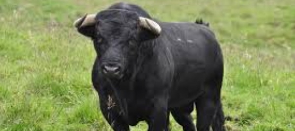 fugge-da-un-circo-toro-semina-il-panico-a-reggio-calabria