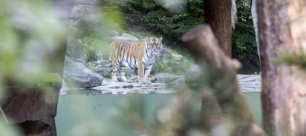 zoo-di-zurigo-tigre-uccide-una-collaboratrice