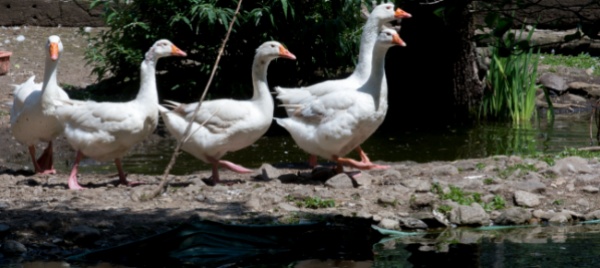 gordola-la-protezione-animali-posticipa-l-assemblea