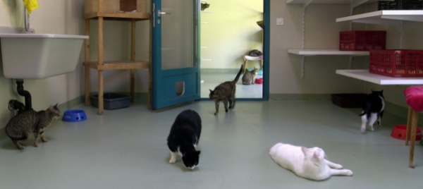 protezione-animali-assemblea-rinviata