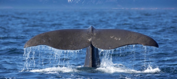 il-morbillo-minaccia-le-balene-e-si-teme-il-salto-di-specie