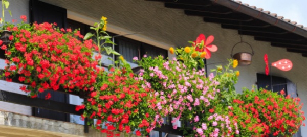 coloriamo-il-ticino-con-tutta-la-bellezza-delle-piante-in-fiore