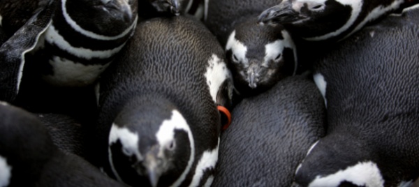 tentato-furto-di-pinguino-due-arresti