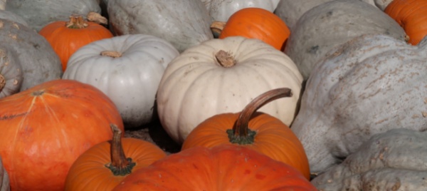 castel-san-pietro-annullata-la-sagra-della-zucca