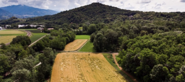 la-siccita-del-2018-ha-indebolito-i-boschi