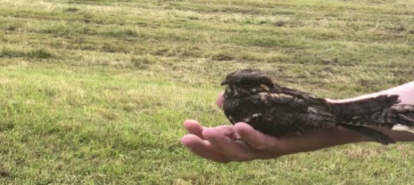 in-valle-di-blenio-salvato-e-liberato-un-animale-raro