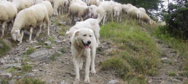 alta-blenio-escursionisti-aggrediti-da-cani-maremmani