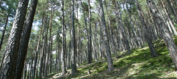 otto-percorsi-alla-scoperta-della-biodiversita-forestale